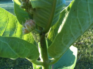Monarch caterpillar on milkweed the day after severe storm slammed into Minong, WI.