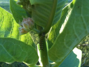 Monarch caterpillar two days after 100 mph storm