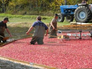 Men working in the marsh with berries.