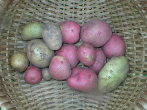 Sample of biodiversity of potatoes crop 2009